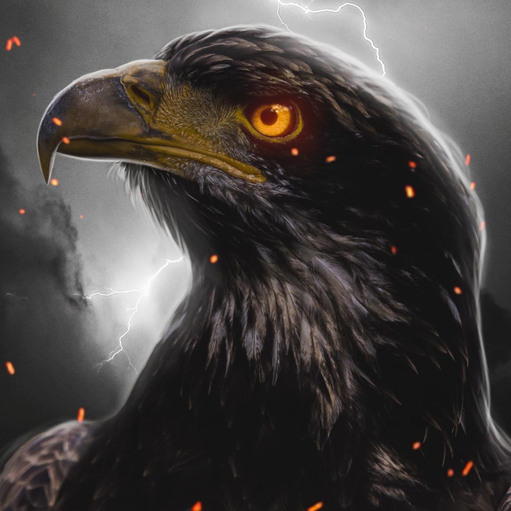 Night Hawk EA